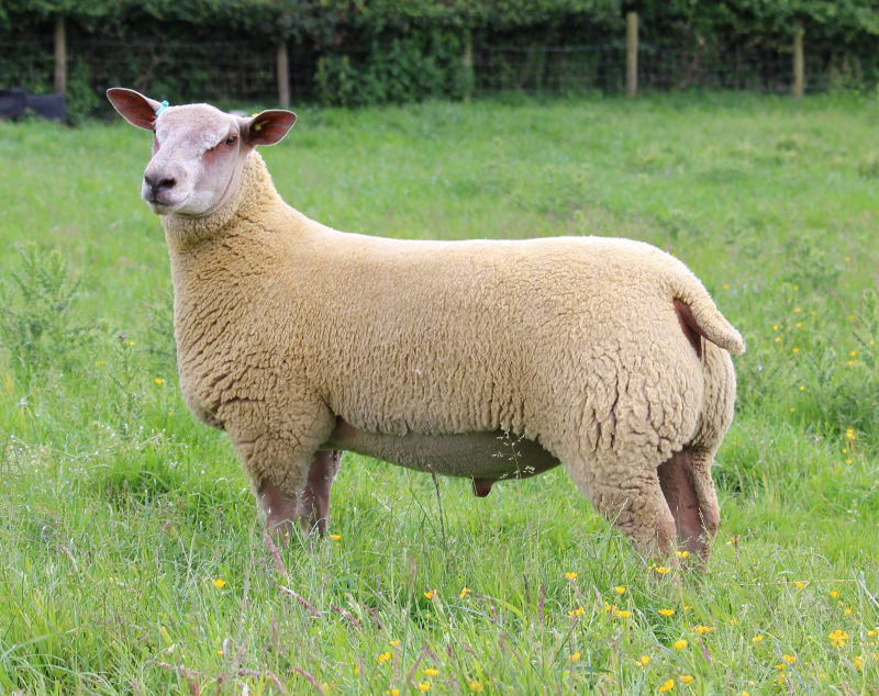 Edstaston Pine Martin Lot No. 228 Edstaston Pine Martin Lot No. 228